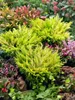 Juniperus horizontalis 'Limeglow', Kriech-Wacholder, Produktbild-Vorschau 3
