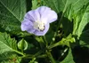 SAFLAX - Blaue Lampionblume - 100 Samen - Nicandra Produktbild-Vorschau 8