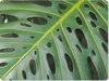 MuchoWow® Mauspad Mousepad Impression eines grünen und Produktbild-Vorschau 1