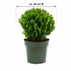 Ilex crenata Jenny Kugel Ø ca. 20 cm | Japanische Produktbild-Vorschau 5