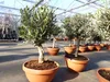 Olivenbaum Bonsai 70 - 90 cm Formgehölz, Olive winterhart, Produktbild-Vorschau 2