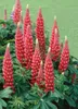 Lupinus polyphyllus 'Edelknabe', Lupine, rosa, ca. 11x11 cm Produktbild-Vorschau 1