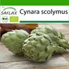 SAFLAX - BIO - Artičok - Imperial Star - Cynara scolymus - Náhľad obrázku produktu 10