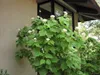 Zimmerlinde 40 cm - Sparmannia africana - Grüne Produktbild-Vorschau 2