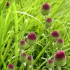 Allium Czosnek - 200 szt - 'Sphaerocephalon' - Cebulki Podgląd zdjęcia produktu 5