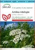 SAFLAX Set regalo - Achillea millefoglie - 200 semi - Anteprima dell’immagine prodotto 1
