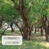 Erdbeerbaum Samen (Arbutus unedo) - Immergrüner Obstbaum Produktbild-Vorschau 4