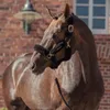 A close-up side profile of a brown horse wearing a black halter with faux fur lining. Anteprima dell’immagine prodotto