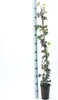 10x Efeu Hedera Hibernica 100-140 cm – Immergrüne Produktbild-Vorschau 2