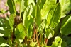 SAFLAX  -- Acetosa - 400 semi - Rumex Anteprima dell’immagine prodotto 6
