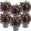 6er-Set - Campanula Ambella Pink - Glockenblume - Produktbild-Vorschau 1