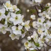 Prunus tomentosa 'White Ninja', cerisier blanche, hauteur Voir les images du produit 5