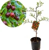 Ziziphus jujuba 'Giuggiolo' Chinesischer Dattelbaum oder Produktbild-Vorschau 1