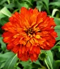 BALDUR Garten 1x Duft-Echinacea 'Hot Papaya' Sonnenhut, Produktbild-Vorschau 2