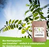A pouch of moringa powder is placed in front of a leafy plant with a blue sky in the background. Text is overlaid on the bottom of the image. Produktbild-Vorschau