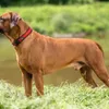 Hunter Halsband Neopren Vario Plus rot/schwarz, Größe: M / Produktbild-Vorschau 15