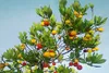 SAFLAX - Erdbeerbaum - 50 Samen - Arbutus unedo Produktbild-Vorschau 6