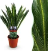 Green boutiQ - Zimmerpflanze - Cycas revoluta - Palmfarn - Produktbild-Vorschau 1