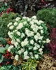Spiraea japonica 'Albiflora', Japanische Spiere, weiß, Produktbild-Vorschau 4