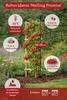 Lampone "Malling Promise" 50-70 cm - lampone da giardino ad Anteprima dell’immagine prodotto 3