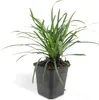 Liriope muscari 'Big Blue' – 24 Pflanzen – Immergrüner Produktbild-Vorschau 3