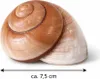 Lamarkiana Schneckenhaus Ryssota otaheitana 7,5 cm Produktbild-Vorschau 2
