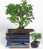 BALDUR Garten 1x Bonsai Carmona Fukientee mit Schale, Produktbild-Vorschau 2