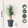 Elefantenfuß - Beaucarnea 'recurvata' - Höhe 60-70cm - Produktbild-Vorschau 2