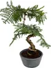 Zimmerpflanze Araucaria Cunninghsmii P25 Bonsai Produktbild-Vorschau 1