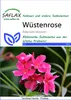 SAFLAX  - Rose du désert - 8 graines - Adenium Voir les images du produit 8