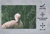 MuchoWow® Schreibtischunterlage Ein Flamingo steht zwischen Produktbild-Vorschau 2