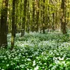Bärlauch Waldknoblauch Samen - Allium ursinum - Produktbild-Vorschau 6