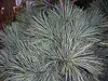 Pinus strobus Secrest  - Zwerg-Weymouths Kiefer  - 70-80cm Produktbild-Vorschau 1
