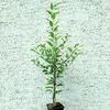 Goldparmäne historischer Herbstapfel Spindelbaum 100 - 120 Produktbild-Vorschau 5