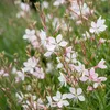 Green boutiQ - Staude - Gaura lindh. Whirling Butterflies - Produktbild-Vorschau 5