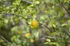 Chaenomeles japonica 'Cido', Zierquitte, gelb, 40–60 cm Produktbild-Vorschau 2