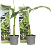 Bananenpflanze - 2 Stk - Musa basjoo - Höhe 25-40cm - ⌀9cm Produktbild-Vorschau 1