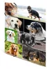Carpeta expansible "Perros" de la marca HERMA, de cartón, Vista previa de la imagen del producto 3