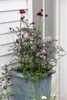 Sambucus nigra 'Black Lace', Schwarzer Holunder, dunkelrot, Produktbild-Vorschau 11