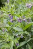 Symphytum officinale, Beinwell, ca. 11x11 cm Topf, robust Produktbild-Vorschau 1