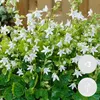 Bloomique - Lot de 3 - Campanula Ambella White - Campanule Voir les images du produit 2