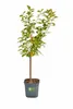 Sauerkirsche ‘Morello’ 100–120 cm | Prunus cerasus Produktbild-Vorschau 4