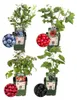 Plants by Frank | Fruchtparadies  Obstpflanzen Mix | Produktbild-Vorschau 1