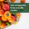 Meine Orangerie - Zwergobst Stämmchen Aprikose - Produktbild-Vorschau 2