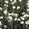 6 x Feder Nelke  - Dianthus plumarius 'Haytor White'  | Produktbild-Vorschau 2