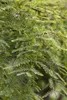 Metasequoia glyptostroboides, Urweltmammutbaum, 60–100 cm Produktbild-Vorschau 4