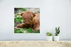 MuchoWow® Poster Schottischer Highlander - Heu - Gras 30x30 Produktbild-Vorschau 5