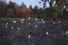 LED Lichternetz Warm Weiß 200 Lichter 3 x 3 m Lichter Netz Produktbild-Vorschau 4