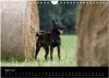 Holländischer Schäferhund (Wandkalender 2026 DIN A4 quer), Produktbild-Vorschau 7