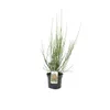 2 x  Edelginster  - Cytisus 'Palette'  | 40-60 cm in Produktbild-Vorschau 2